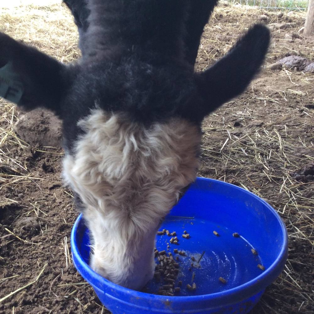 Meet your Posher, Lily